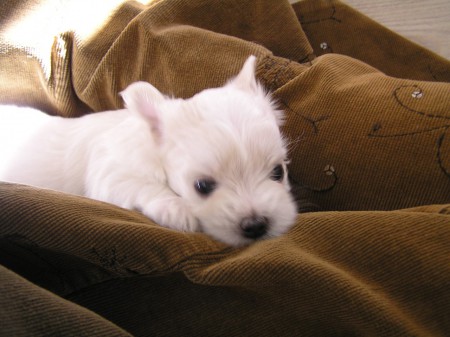 ...CRISTIAN vyčkává na klíně...